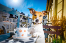Jack Russell Terrier Having Tea