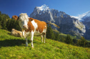 Cows high above Grindelwald, Switzerland