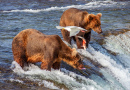 Grizzly Bears Fishing at Brooks Falls