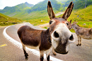 Funny Donkey in the Romanian Mountains